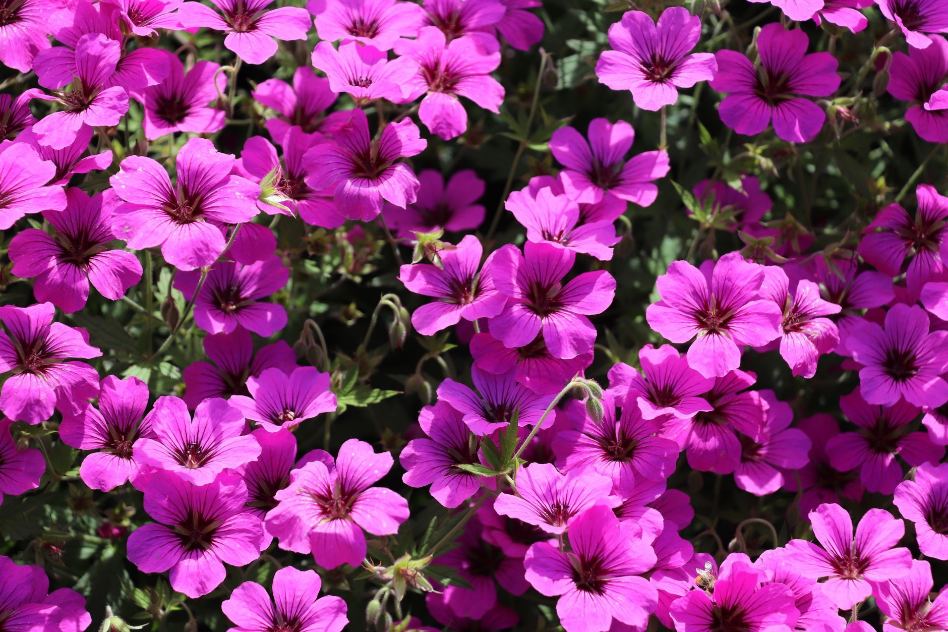 Complete Geranium Copenhagen Guide: Everything You Need