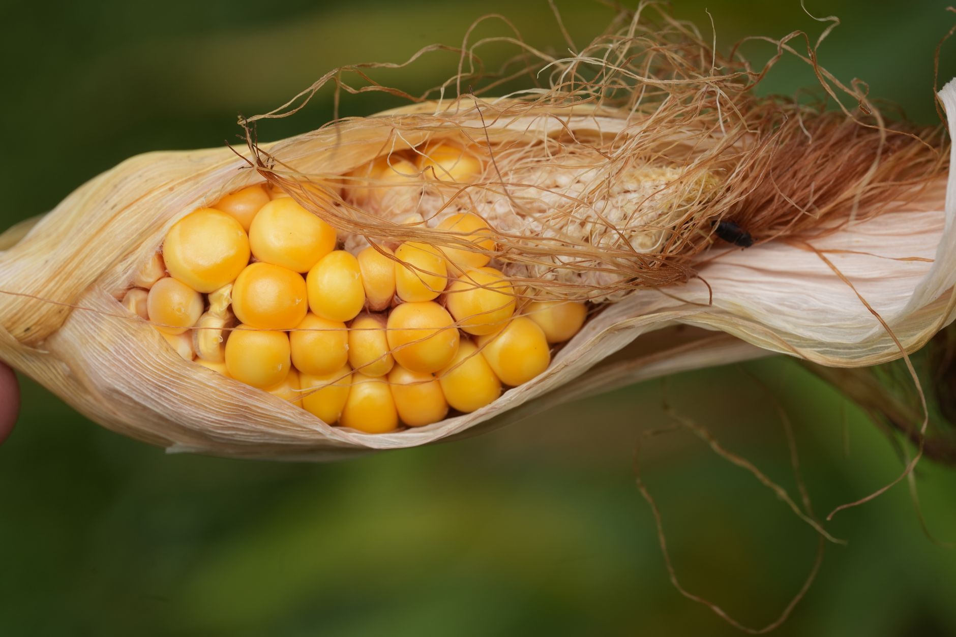 Husk dish