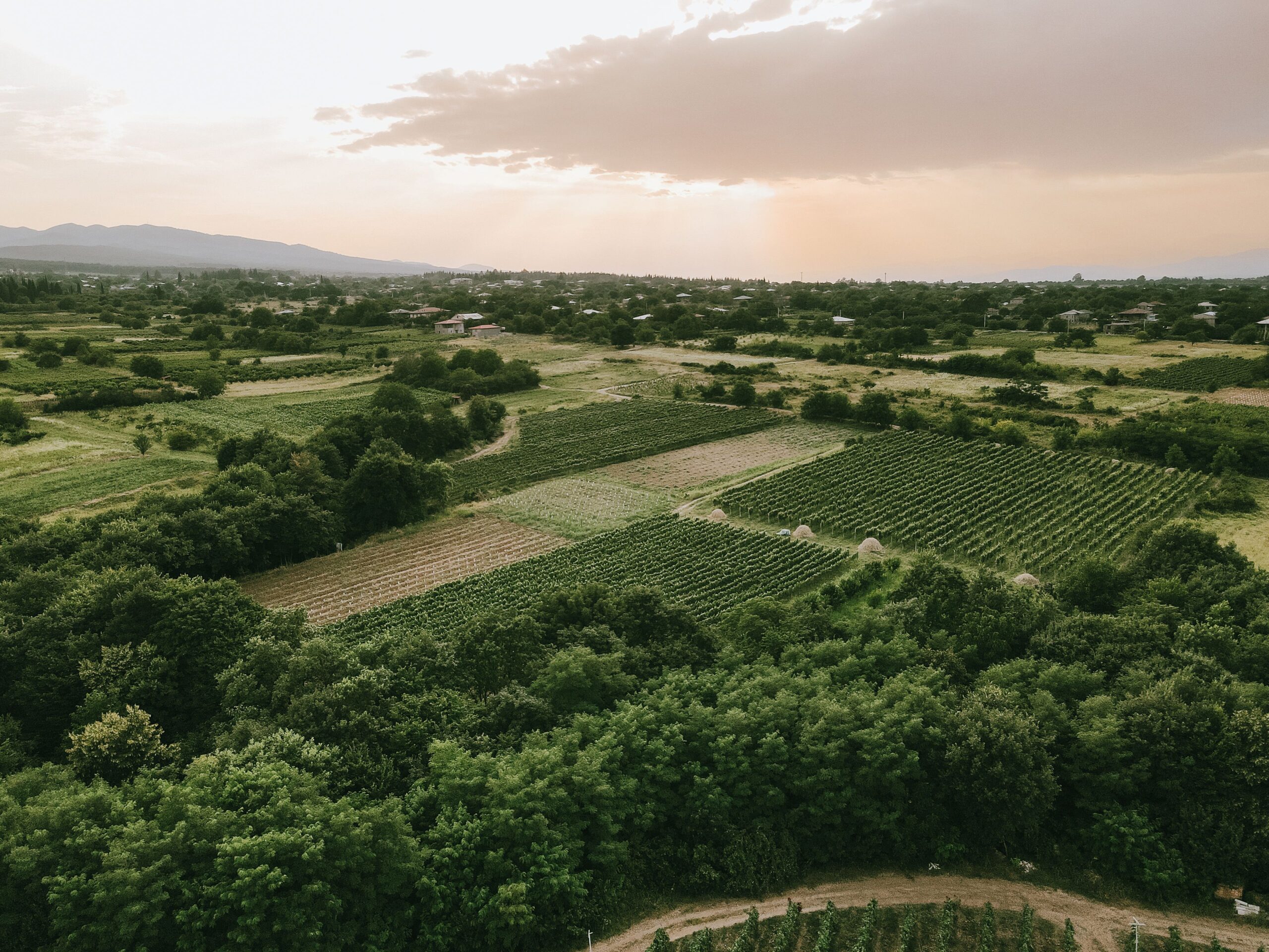 Qvevri Winemaking – Georgia’s Family Food Heritage Explained