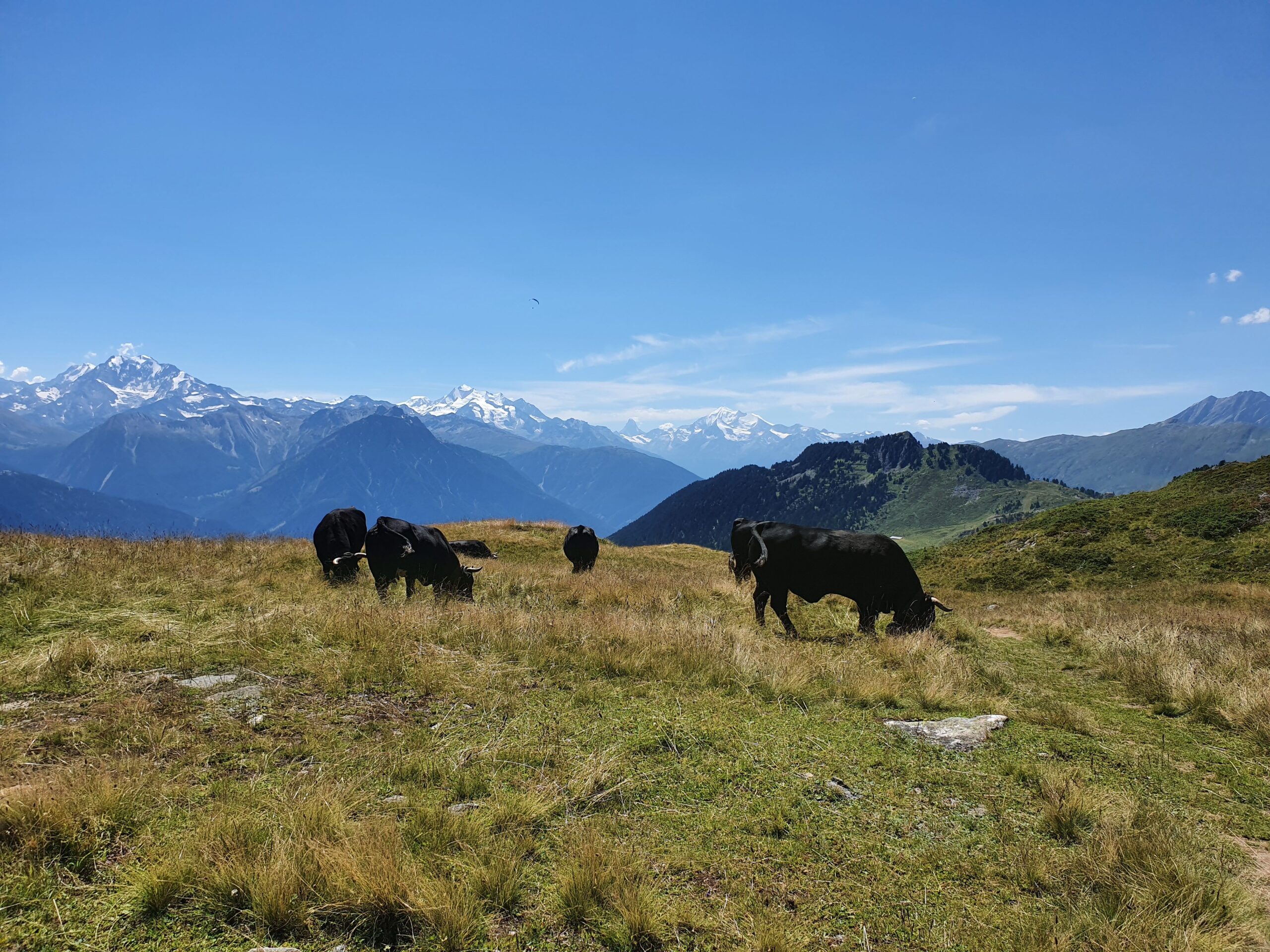 The Untold History of Raclette du Valais AOP: Switzerland’s Seasonal Treasure