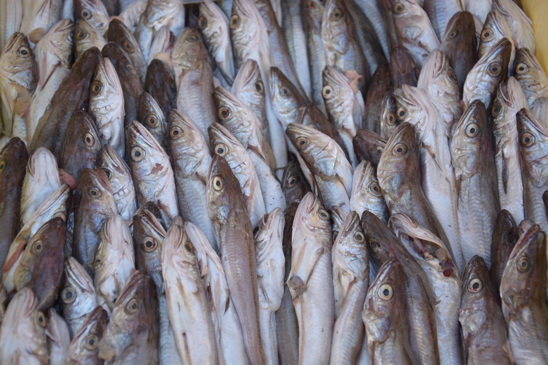 Uliassi Senigallia Info Hub: Menu, Reservations, Tips 2026