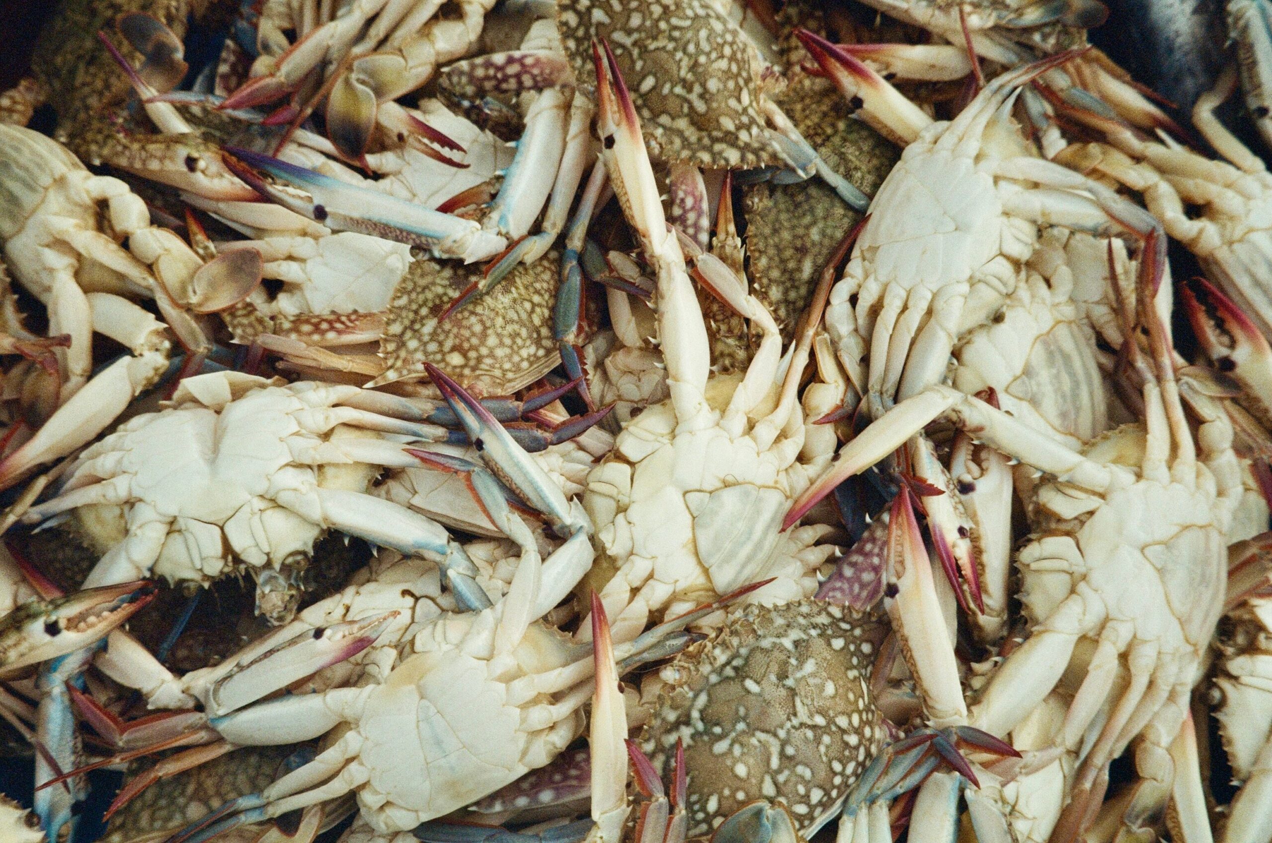 Exploring Ministry of Crab: Sri Lankan And Crab, Seafood In Colombo, Sri Lanka